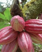 CACAO 2