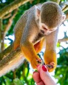 RA-MONKEYLAND #4