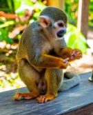 RA-MONKEYLAND #6