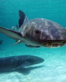 Caribbean_Pirates_009